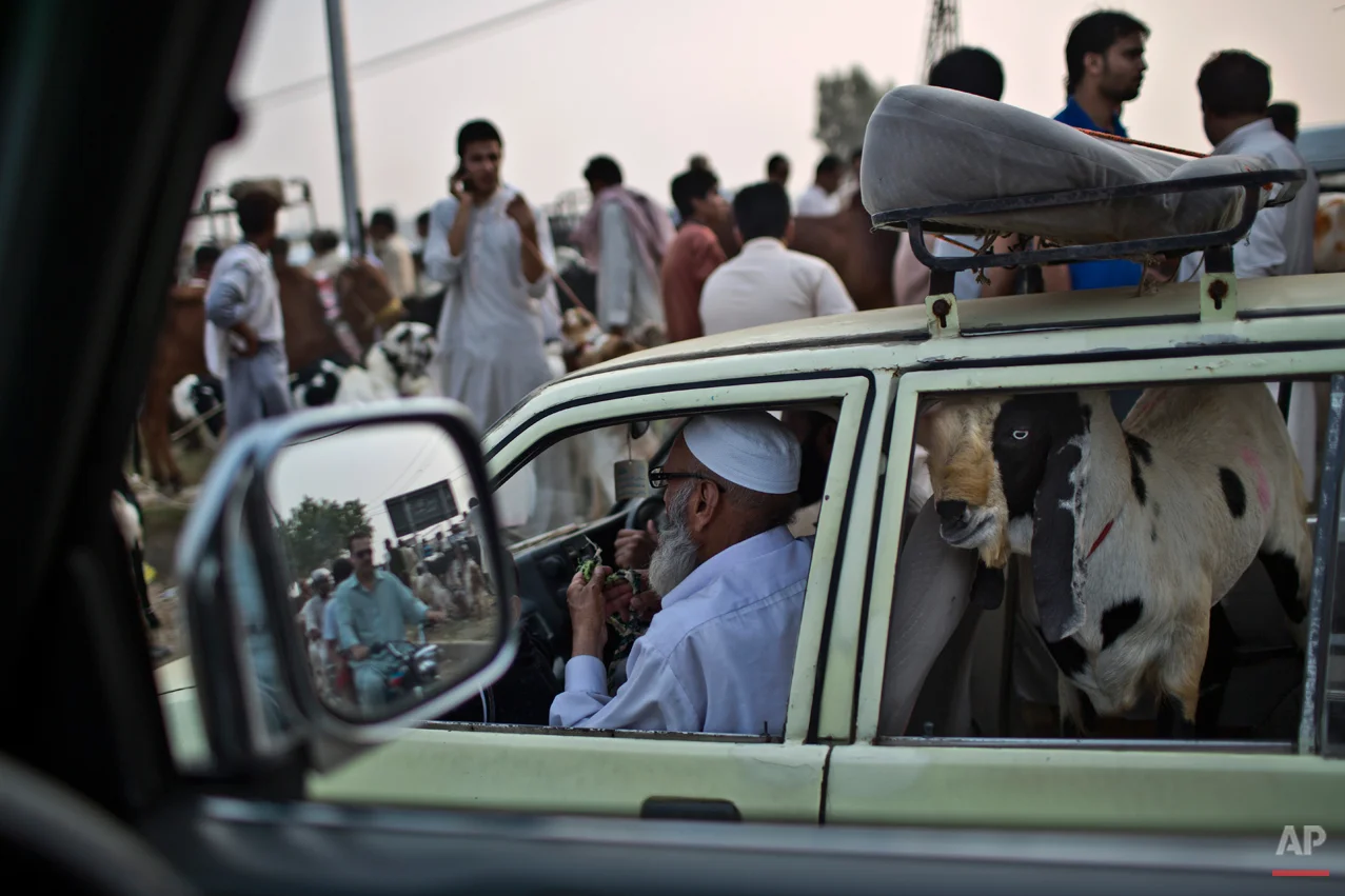 A goat looks out of a taxi stuck in traffic after it was bought by a Pakistani man from a livestock market for the Muslim holiday of Eid al-Adha, or "Feast of Sacrifice," near Islamabad, Pakistan, Sunday, Oct. 5, 2014. Muslims around the world celebrated Saturday to commemorate the willingness of the prophet Ibrahim - or Abraham as he is known in the Bible - to sacrifice his son in accordance with God's will, though in the end God provides him a sheep to sacrifice instead. Muslims slaughter sheep, cattle, and other livestock, and give part of the meat to the poor. (AP Photo/Muhammed Muheisen)