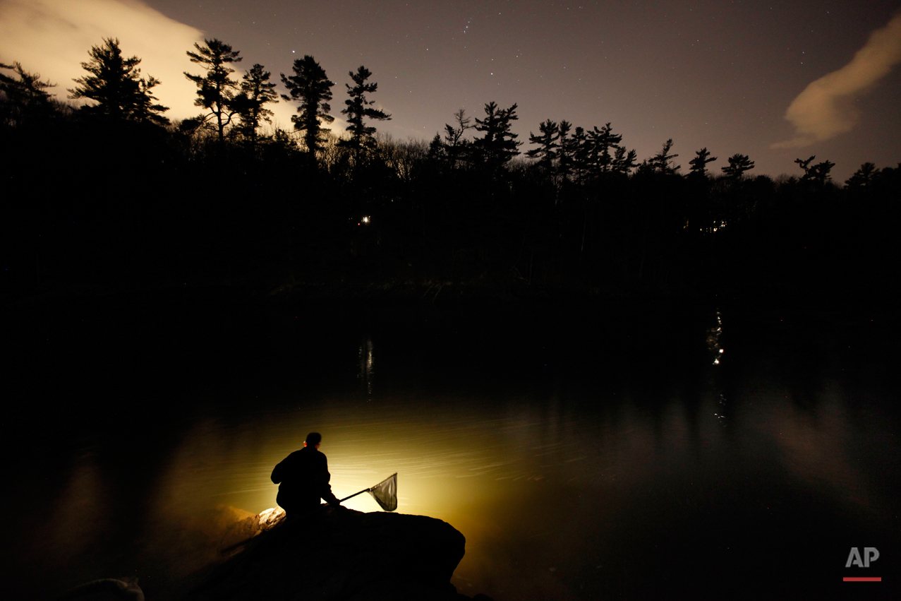  In this photo made Thursday, March 23, 2012, Bruce Steeves uses a lantern while dip netting fort elvers on a river in southern Maine. Elvers are young, translucent eels that are born in the Sargasso Sea and swim to freshwater lakes and ponds where t