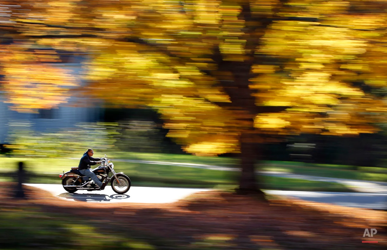 A motorcyclist cruises past a maple tree displaying its bright fall foliage, Monday, Oct. 6, 2014, in Freeport, Maine. Southern Maine should reach its peak autumn colors in the upcoming days, according to the state's fall foliage report. (AP Photo/Robert F. Bukaty)