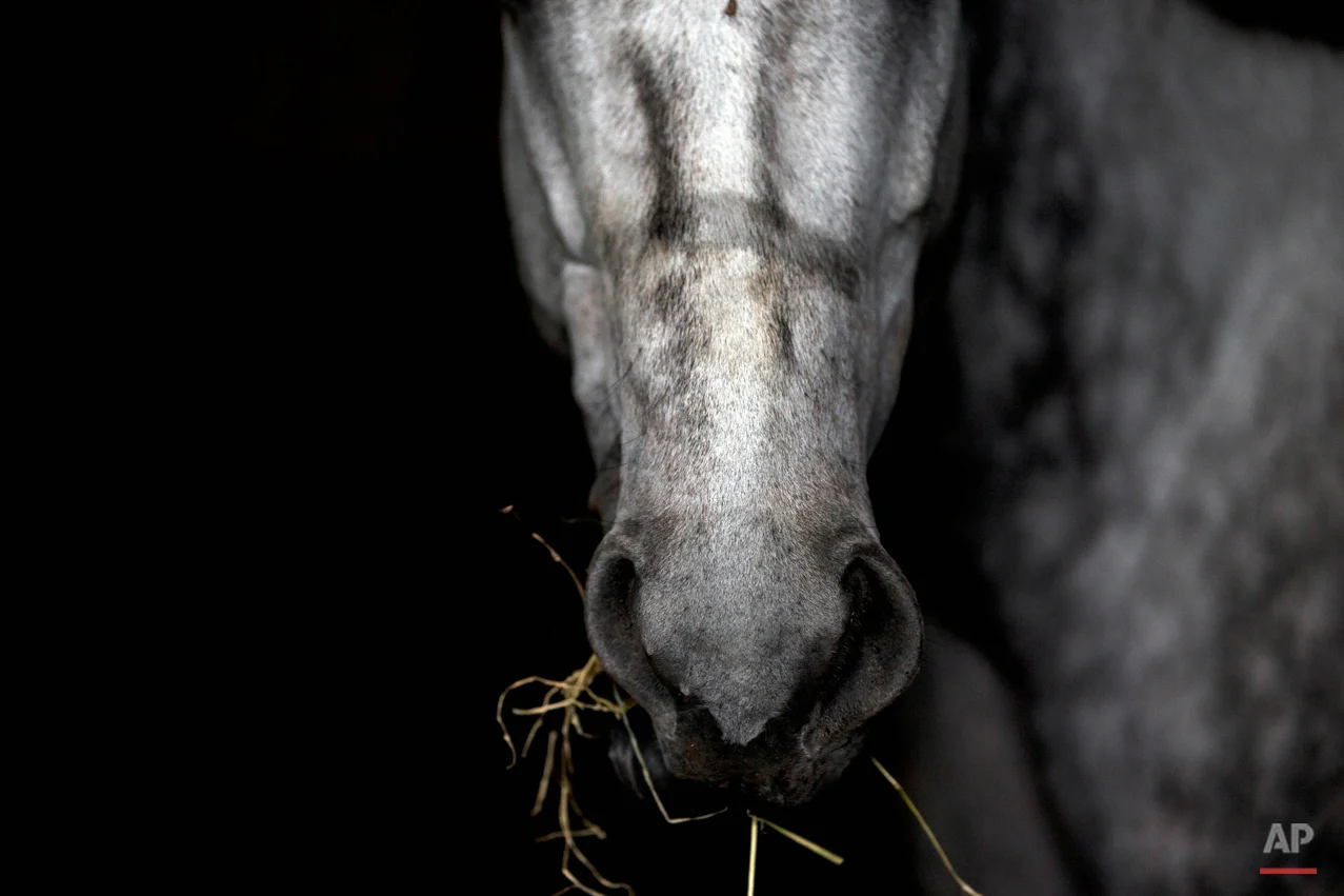 APTOPIX Venezuela Horse Mafia Photo Essay