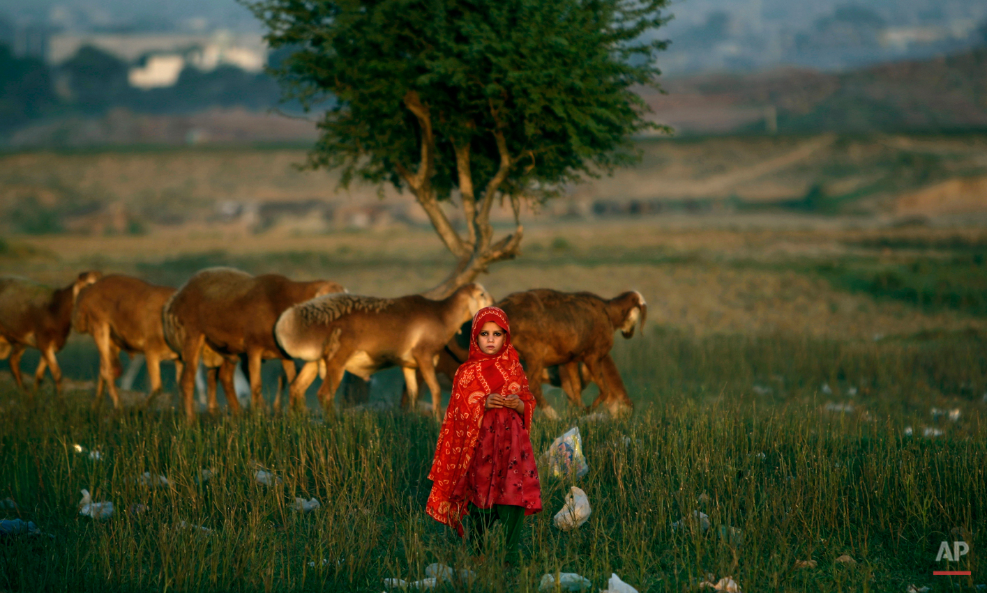  An Afghan refugee girl stands next to her family's sheep in a field next to a slum area on the outskirts of Islamabad, Pakistan, Monday, Oct. 1, 2012. (AP Photo/Muhammed Muheisen) 