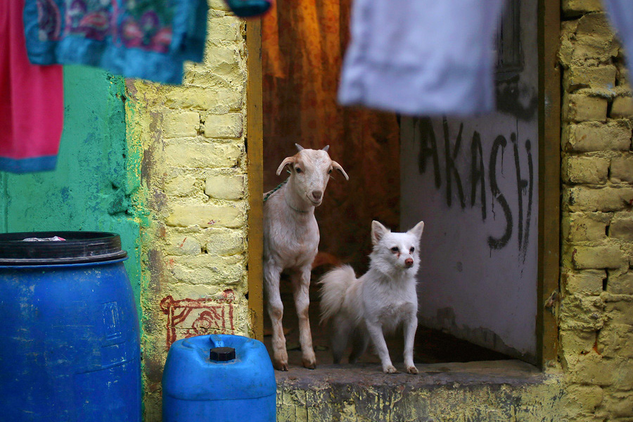 Unusual animal friends