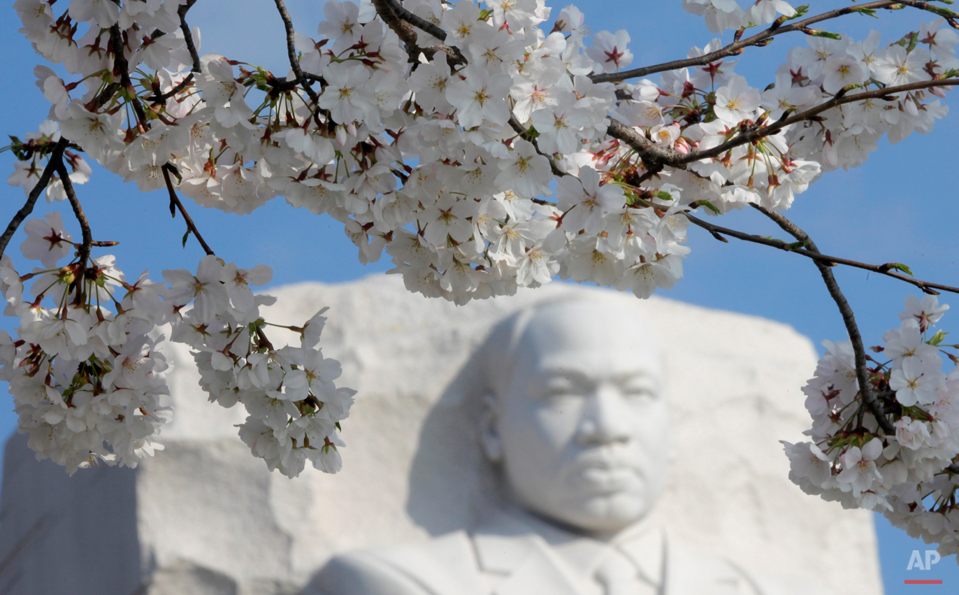  Cherry blossoms begin to bloom at the Martin Luther King Jr. National Memorial on the Tidal Basin in Washington, Monday, March 19, 2012. (AP Photo/Charles Dharapak) 