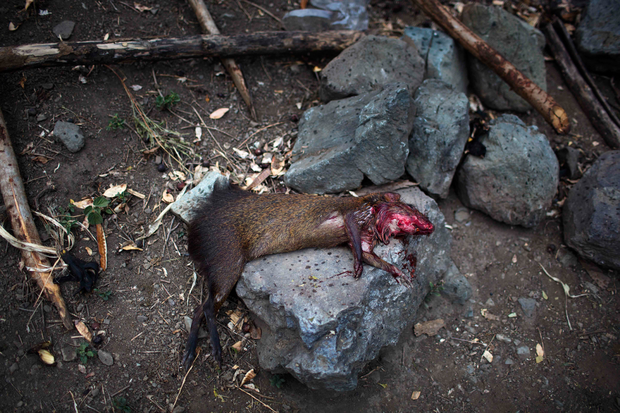  In this Sept. 5, 2014 photo, a weasel hunted by members of the Belen Chapi Civil Defense Committee lies dead on a stone before it is skinned and added to the evening's soup, at a makeshift camp set up by forensic investigators, in the Peruvian villa