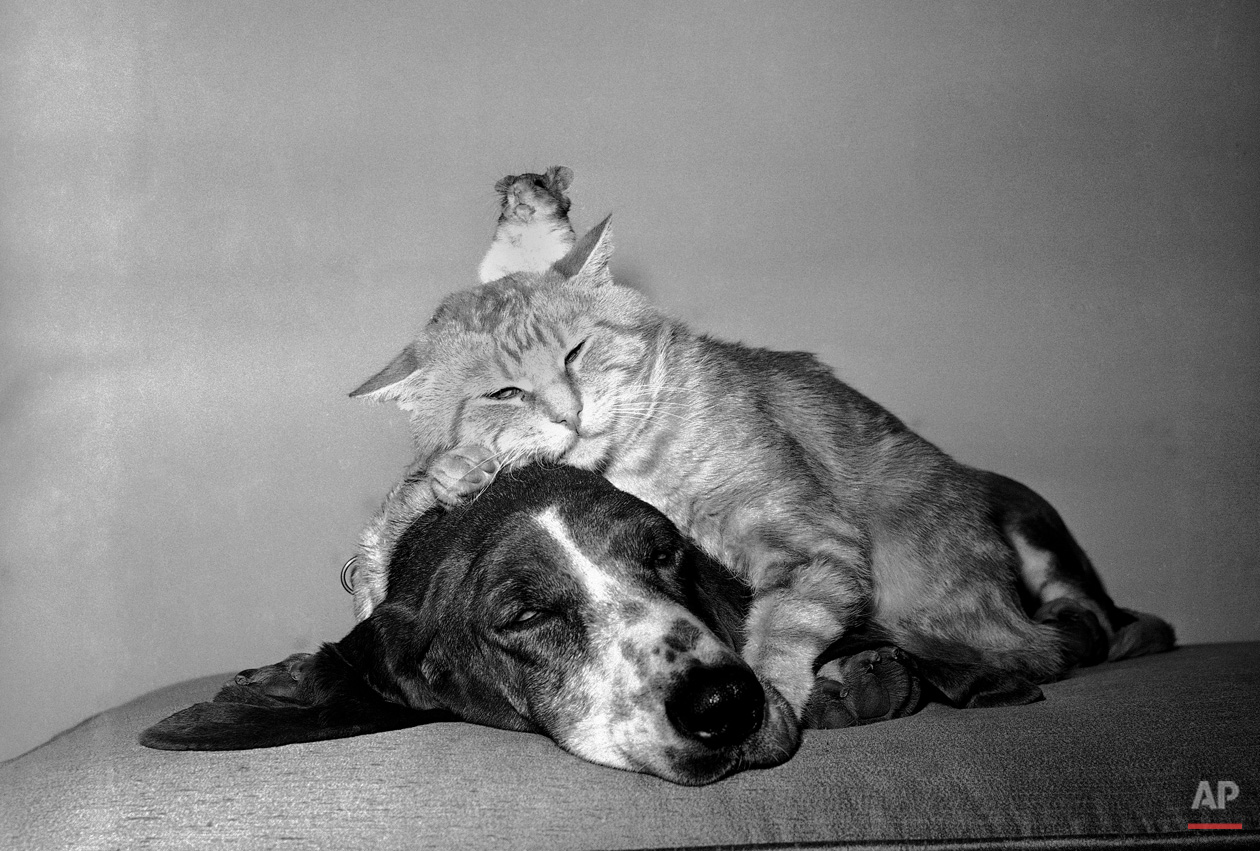 Animals Unusual Combos