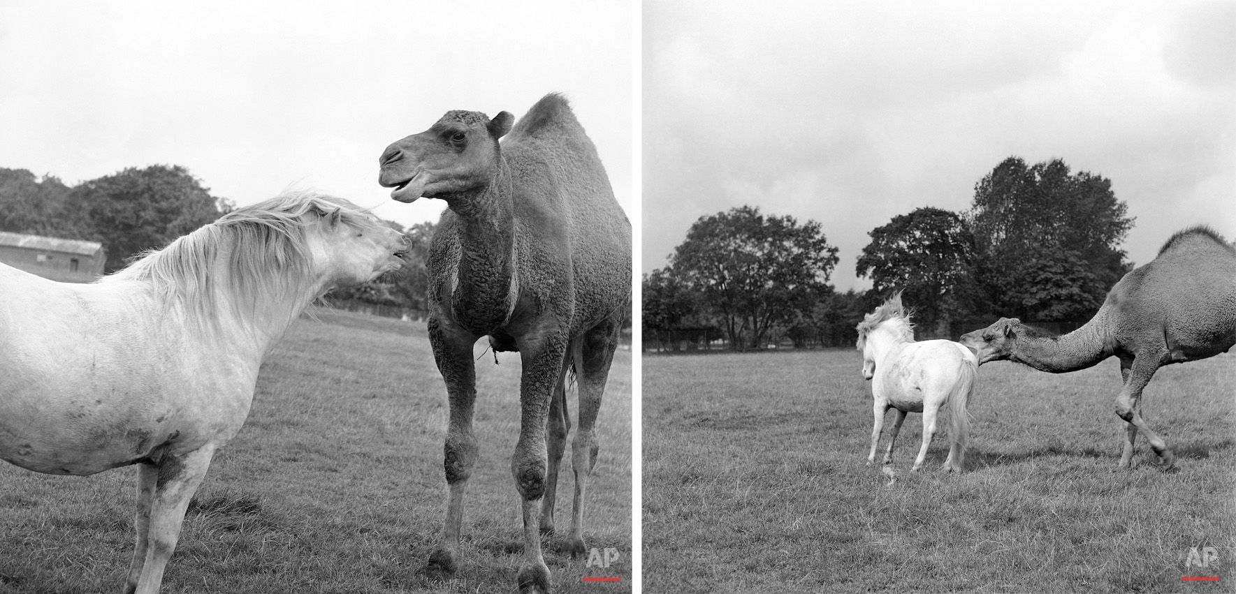 Animals Unusual Combos