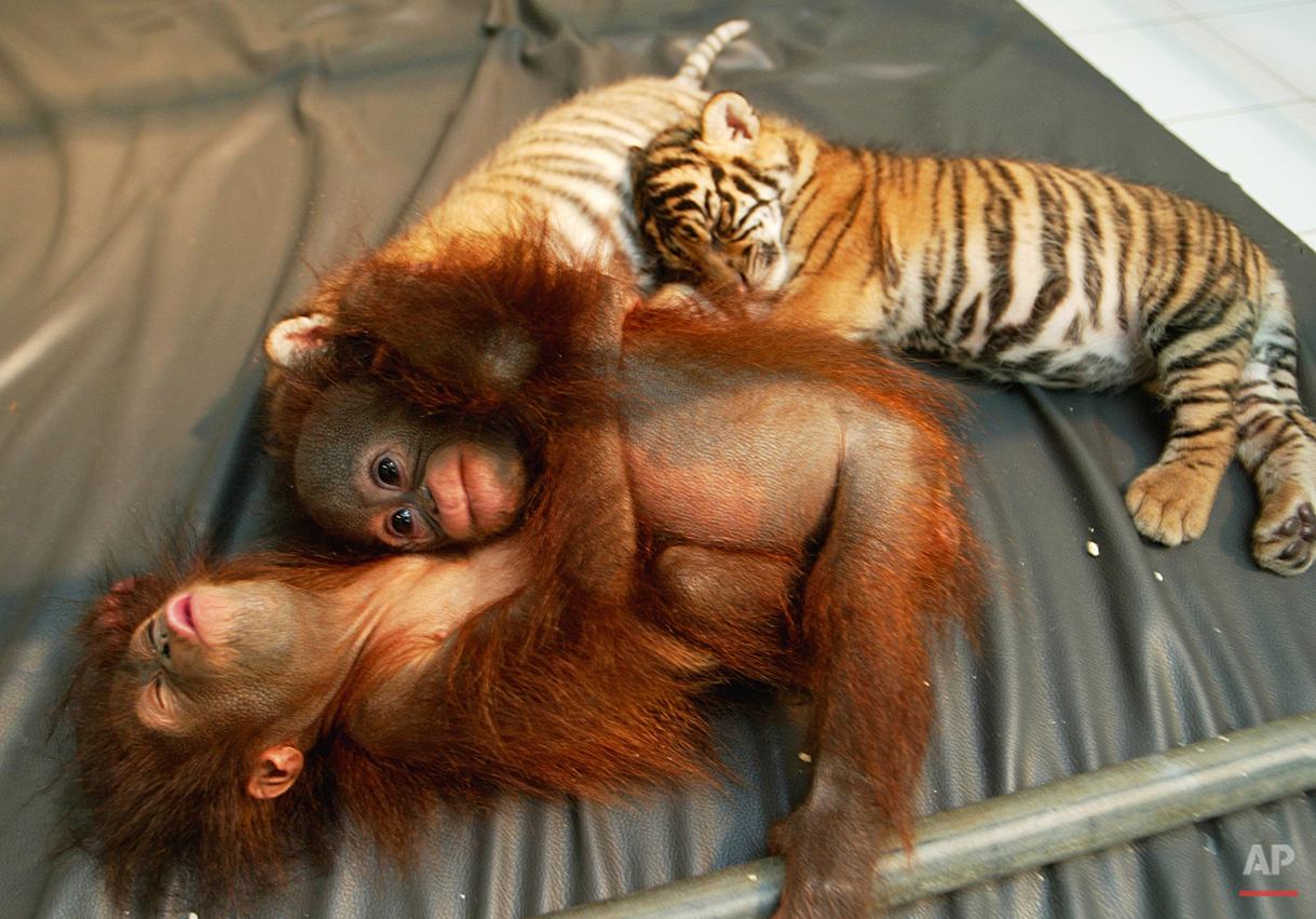 Animals Unusual Combos