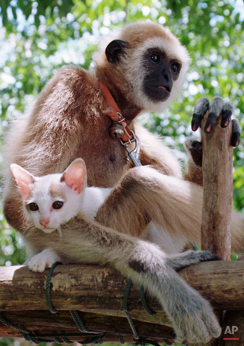 Animals Unusual Combos