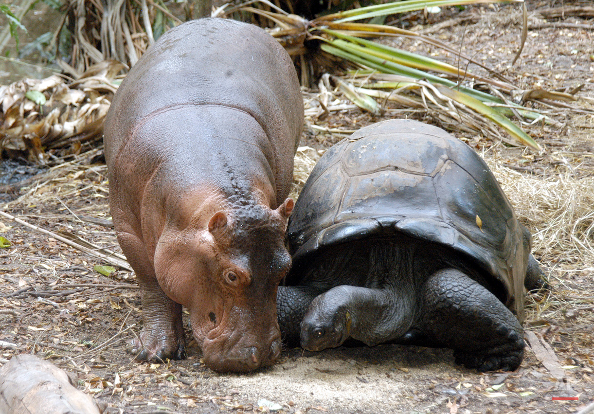 Animals Unusual Combos