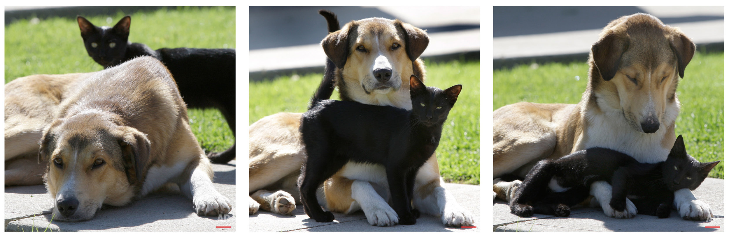 Animals Unusual Combos