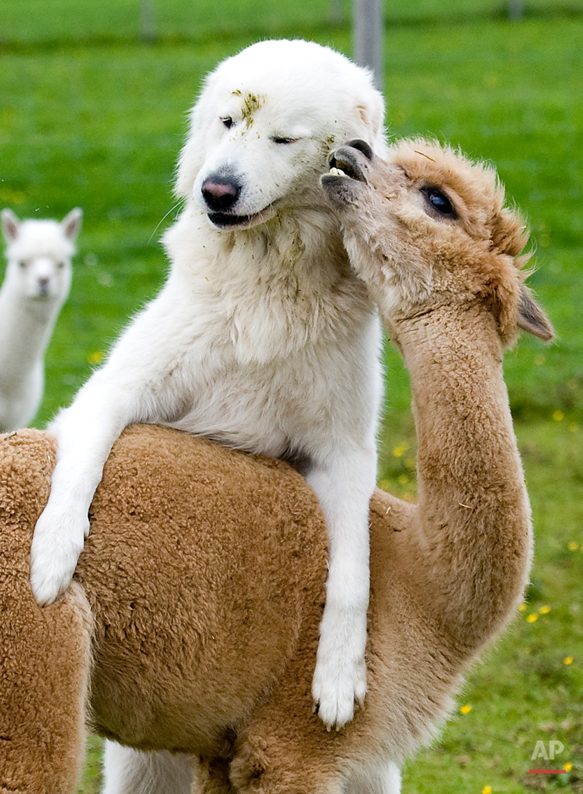 Animals Unusual Combos