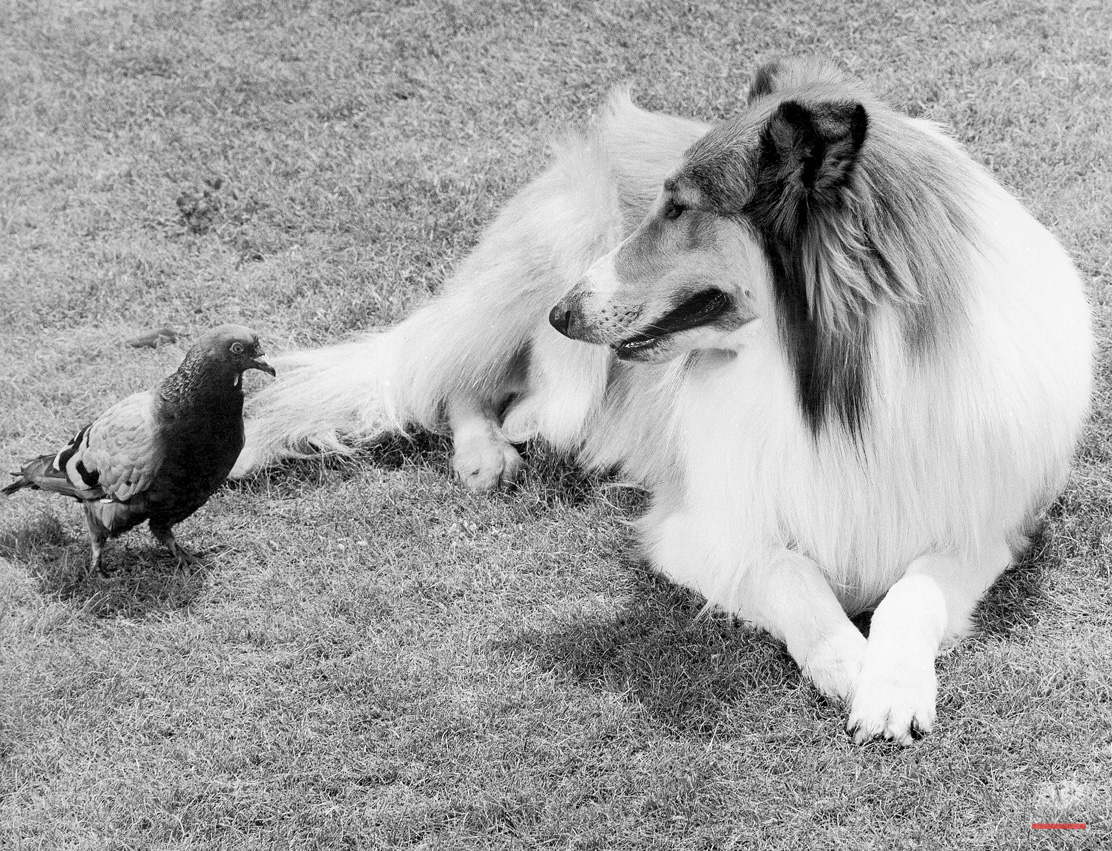 Animals Unusual Combos