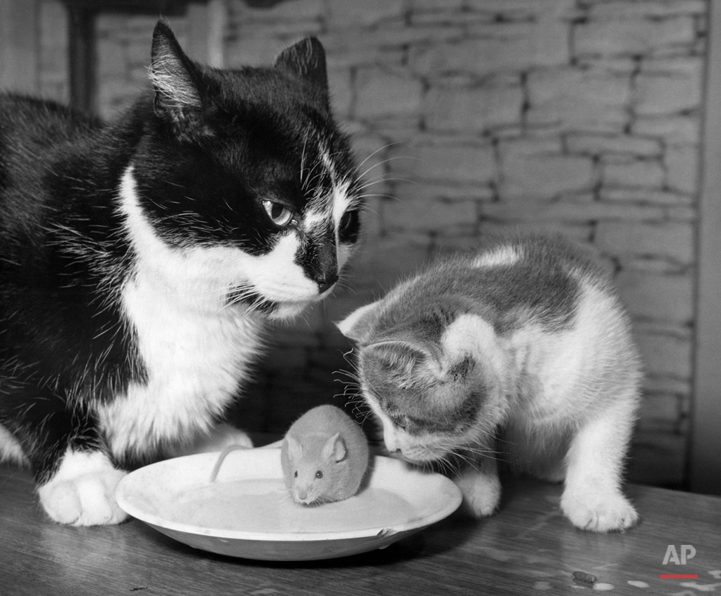 Animals Unusual Combos