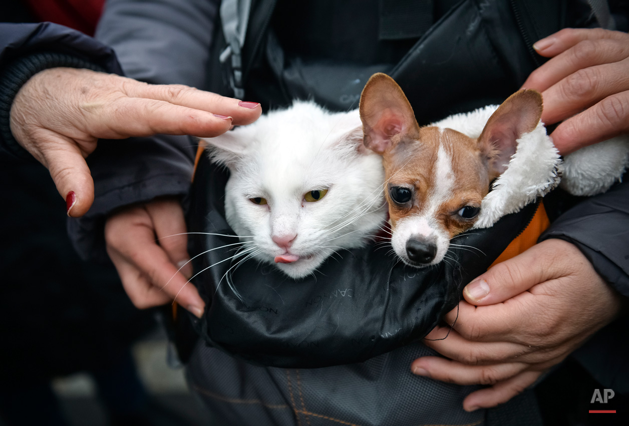 Animals Unusual Combos