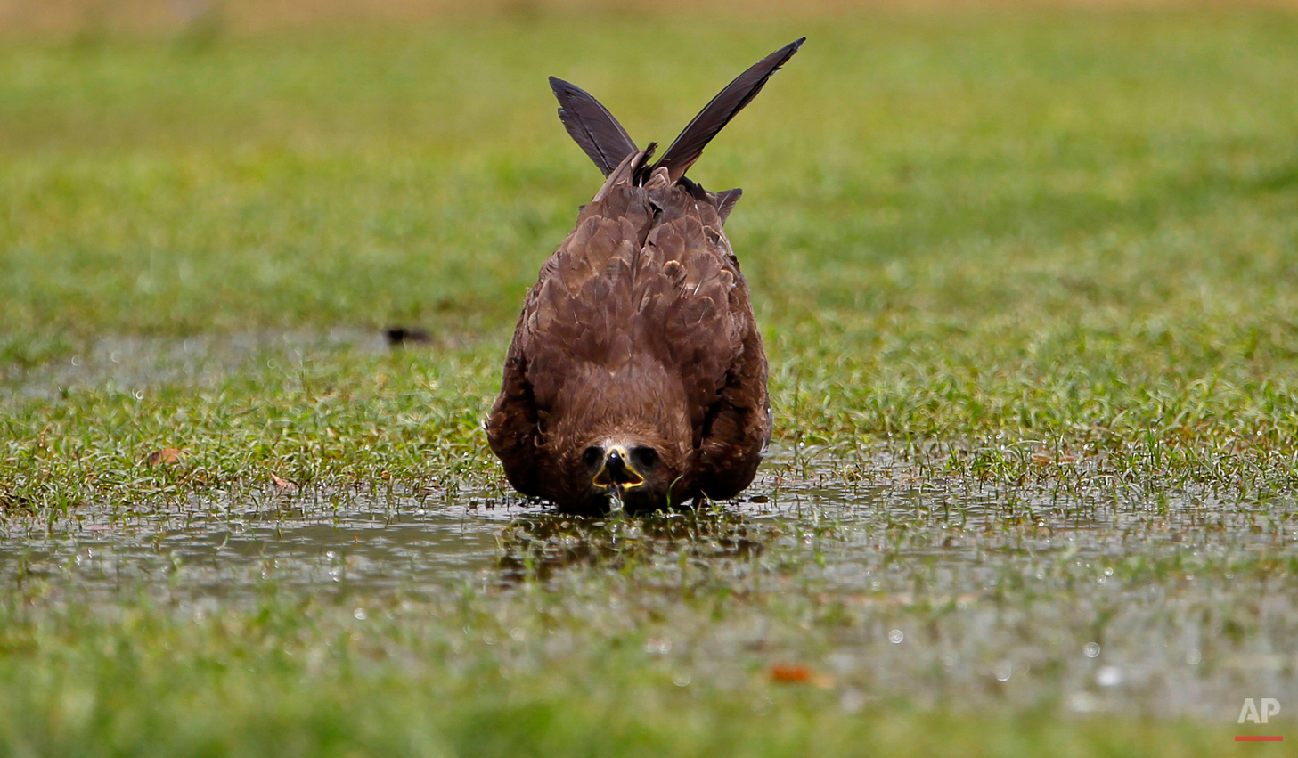  A kite bird drinks water from a puddle in a public lawn in New Delhi, India, Friday, June 1, 2012. The weather in northern India has been extremely hot in recent days with temperatures reaching as high as 45 degrees Celsius, or 113 degrees Fahrenhei