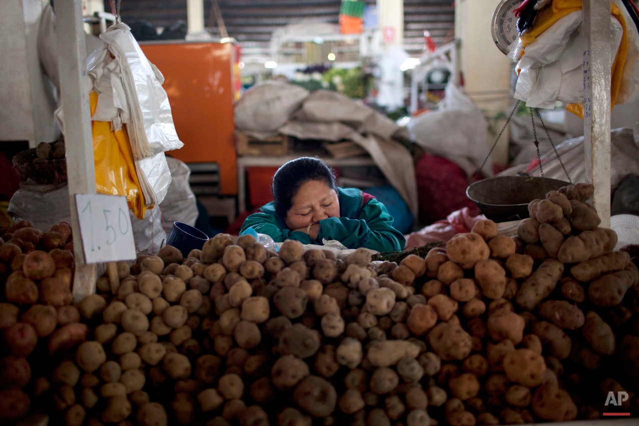 A potato vendor takes a catnap as she waits for customers at the San Pedro market in downtown Cuzco, Peru, Friday, Sept. 13, 2013. The potato is a source of Peruvian national pride, with some 3,000 varieties reportedly cultivated in the country. (AP Photo/Rodrigo Abd)