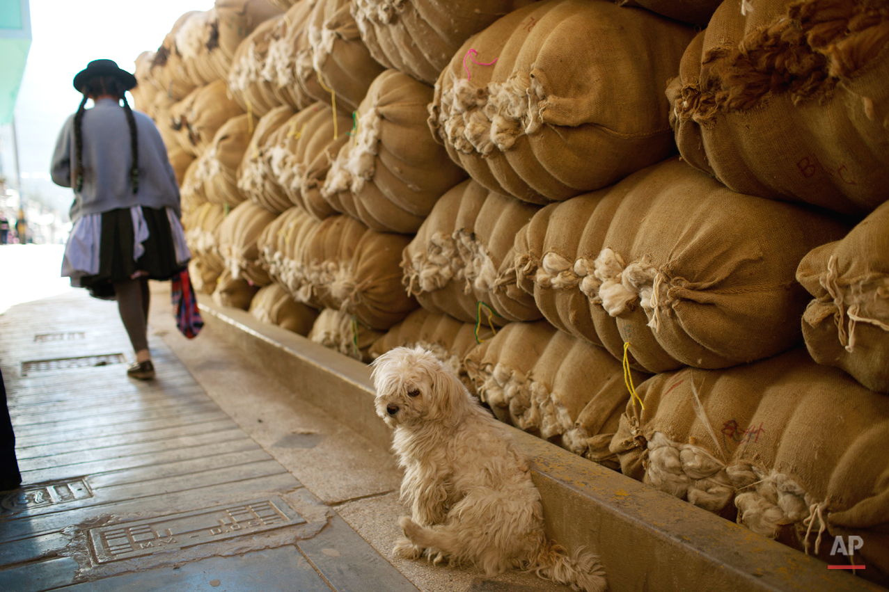 A dog sits in front of a yield of sacks filled with wool in downtown Huancavelica, Peru, Tuesday, Aug. 20, 2013. (AP Photo/Rodrigo Abd)
