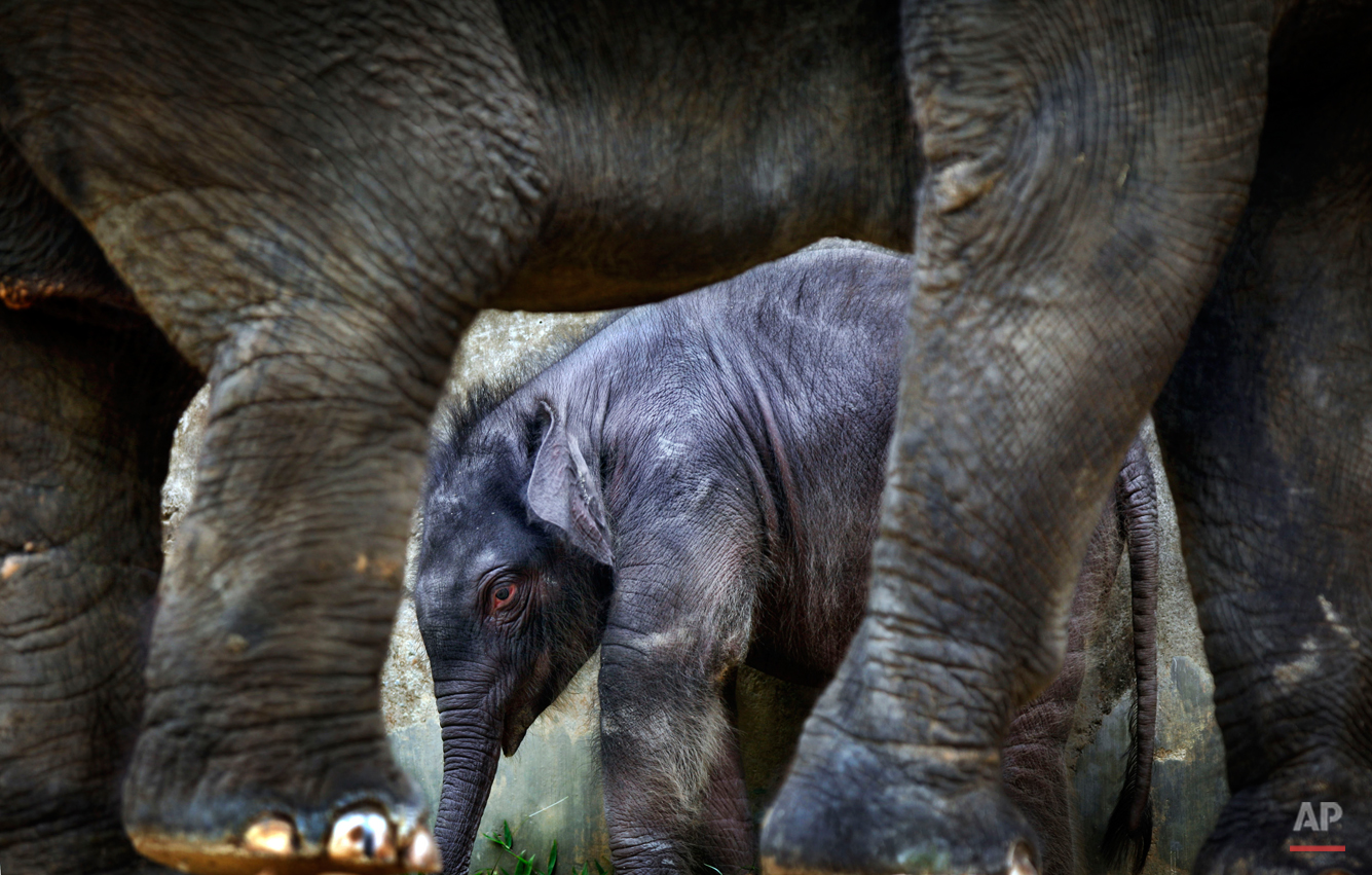  A 2-week old male baby elephant is dwarfed next to his 25-year old mother, Nandong, at the Singapore Zoo's Night Safari on Friday, Dec. 10, 2010 in Singapore. This baby is the first baby to be born in the enclosure after 9 years and had a birth weig