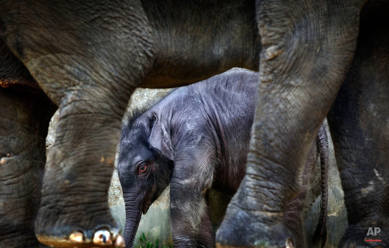 A 2-week old male baby elephant is dwarfed next to his 25-year old mother, Nandong, at the Singapore Zoo's Night Safari on Friday, Dec. 10, 2010 in Singapore. This baby is the first baby to be born in the enclosure after 9 years and had a birth weight of 151-kilograms. The Singapore Zoo and Night Safari ensures that its animals in captivity have habitats as close to that of the wild as part of its wildlife conservation efforts. Elephants are listed as endangered on International Union for Conservation of Nature.(AP Photo/Wong Maye-E)