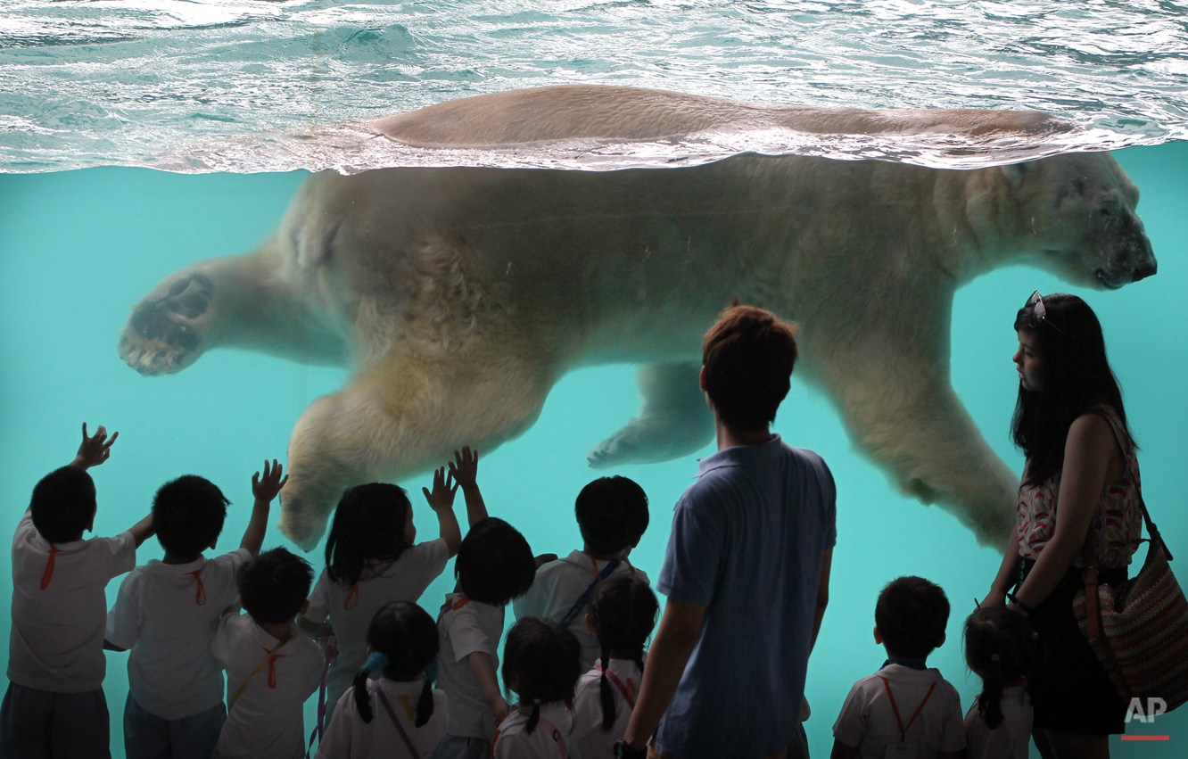  Inuka, the first polar bear born in the tropics, swims in his new enclosure at the Singapore Zoo on Wednesday, May 29, 2013 in Singapore. Modeled closely after the arctic habitat, the enclosure helps replicate the chilly climate of the arctic by inc