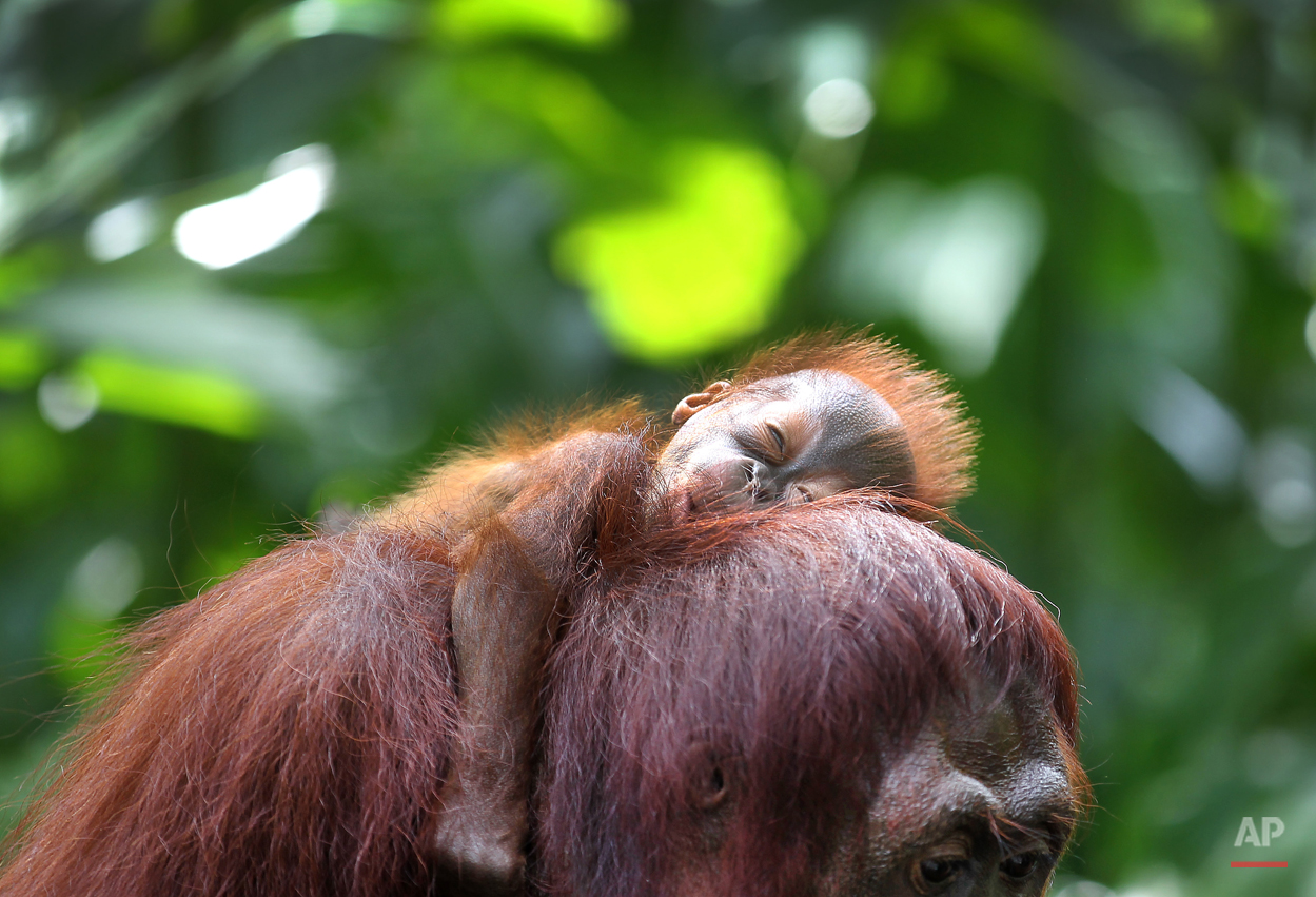  One month-old endangered Bornean Orang Utan sleeps on his mother named Miri on Wednesday, March 6, 2013, in Singapore. The Singapore Zoo is renowned for its flagship animal, the Orang Utan, and exhibits both the endangered Bornean and critically end