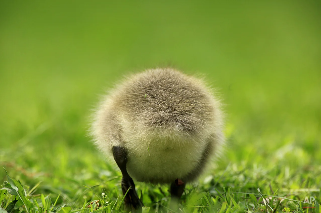 A Canada goose gosling is seen along the banks of the Schuylkill River in Philadelphia, Friday, May 8, 2009. (AP Photo/Matt Rourke)