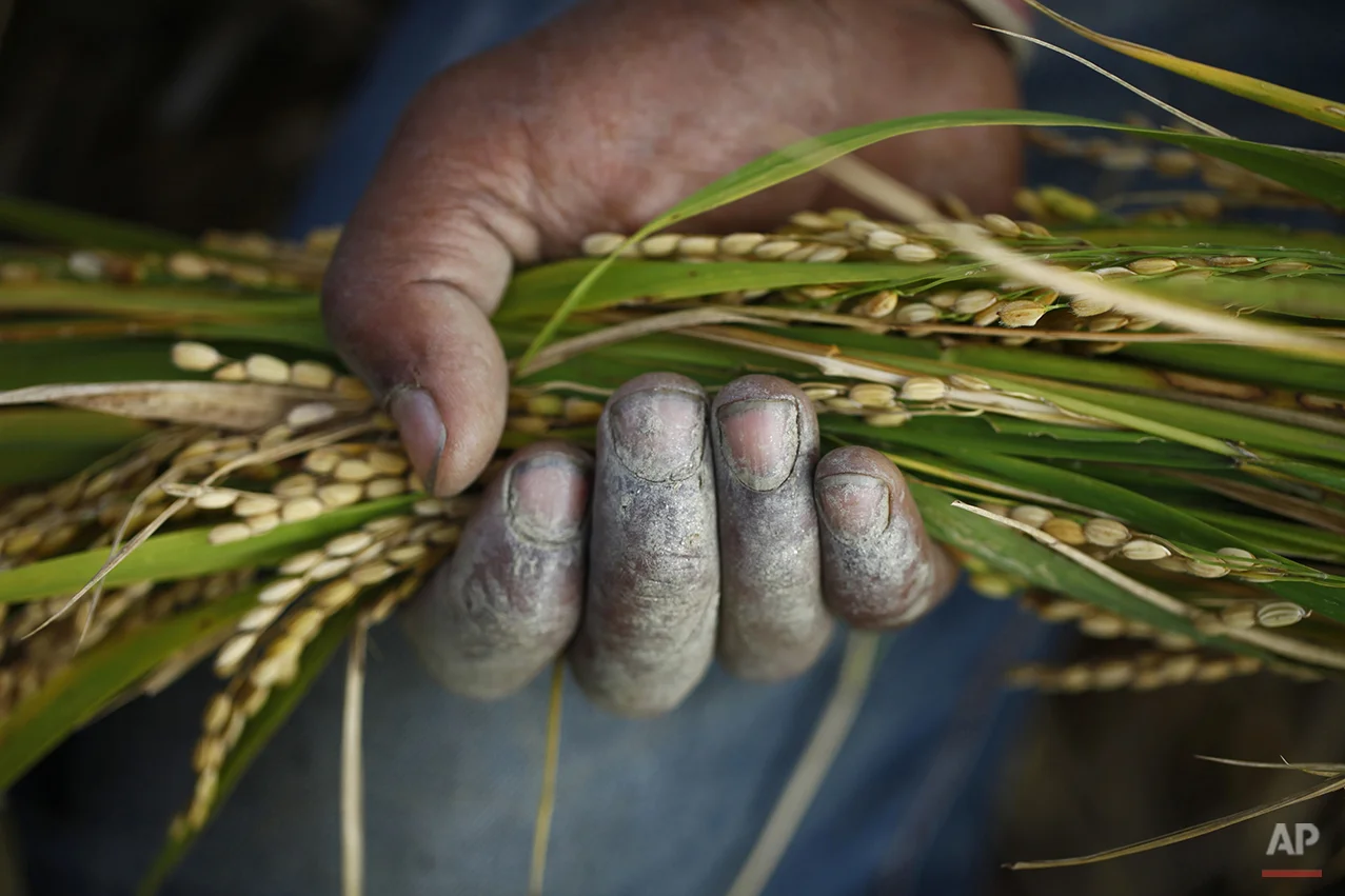 Nepal Harvest
