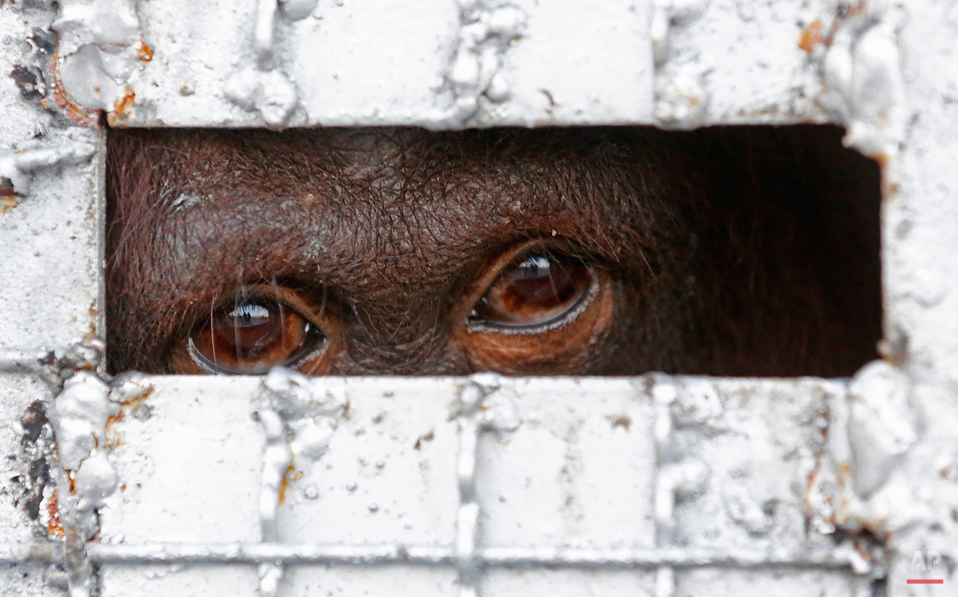 Pictures Of The Week Photo Gallery Thailand Wildlife Trafficking