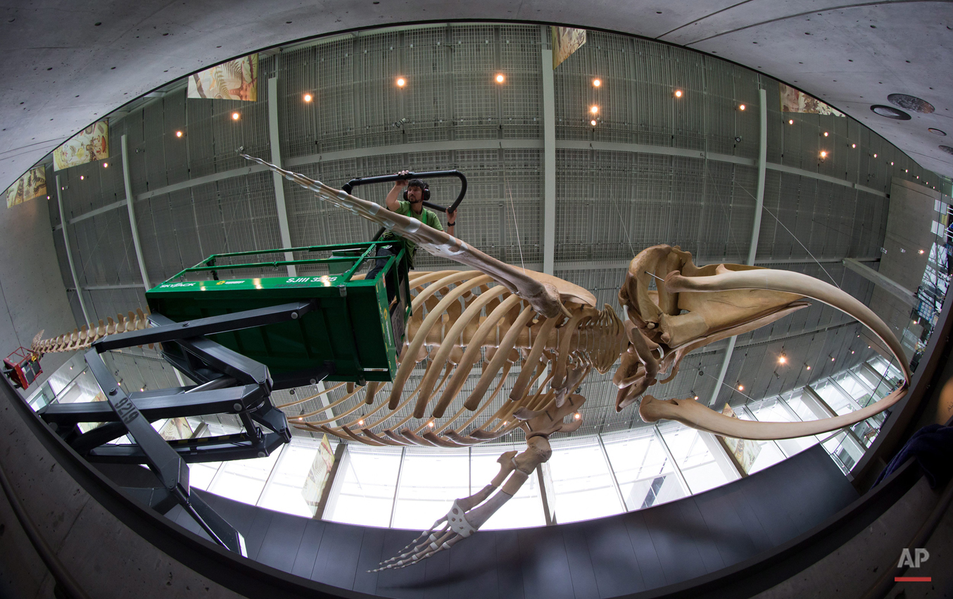 Pictures Of The Week Photo Gallery Canada Whale Cleaning