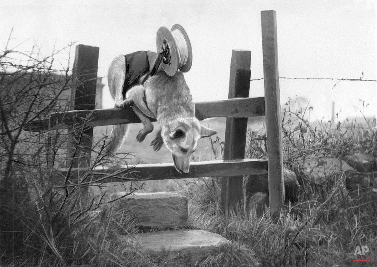 Floss, an Alsatian defense dog, lays a telephone cable in an unknown location on Nov. 12, 1940. Floss will carry a mile of cable, being paid out from a roll on her back, over bomb-pitted, barbed wire entangled ground in two minutes, non-stop. (AP Photo)