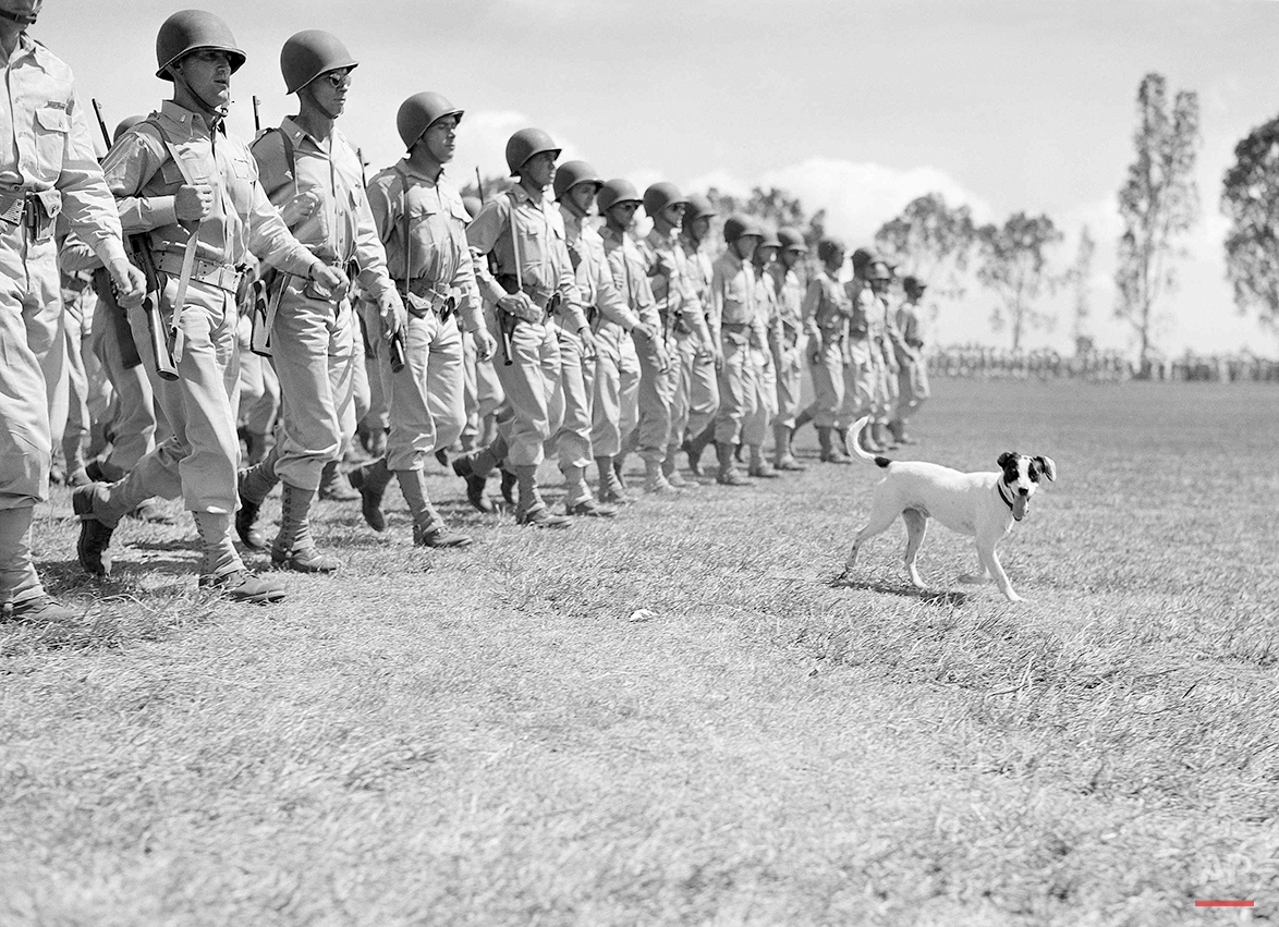 This dog who fell in line during a review of the oldest U.S. Army division with a continuous history, appears to be having a good time stepping along briskly, somewhere in the Central Pacific on Sept. 29, 1943. The review celebrated the division’s “Organization Day.” (AP Photo/Pool)