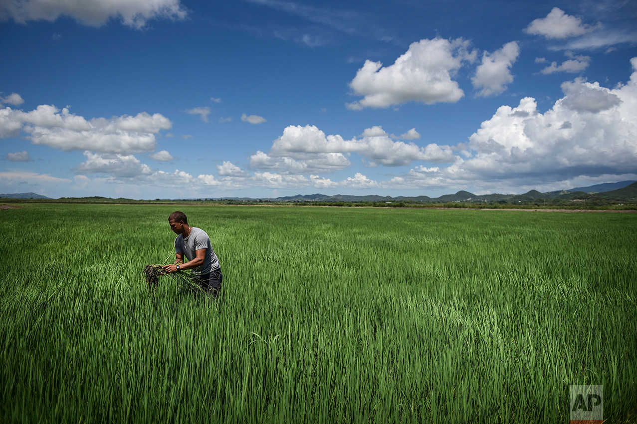  In this Sept. 19, 2016 photo, Jonathan Rodriguez Alicea works in a rice field at Fraternity Farm in Lajas Valley in Guanica, Puerto Rico.&nbsp; (AP Photo/Carlos Giusti) 