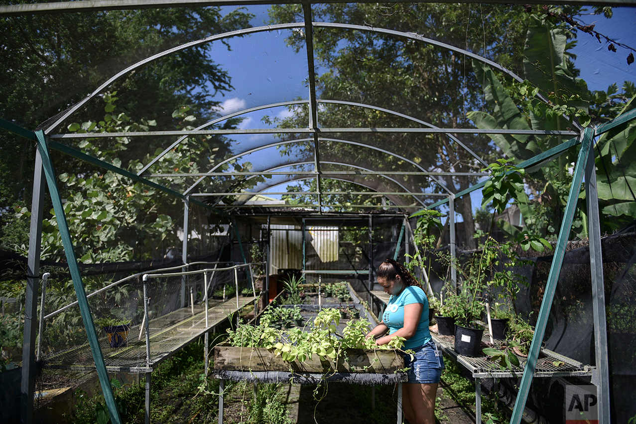  In this Sept. 23, 2016 photo, Marilie Gonzalez attends to oregano and camphor plants growing at the Capetillo community garden where residents collaborate to grow vegetables in Rio Piedras, Puerto Rico.&nbsp; (AP Photo/Carlos Giusti) 