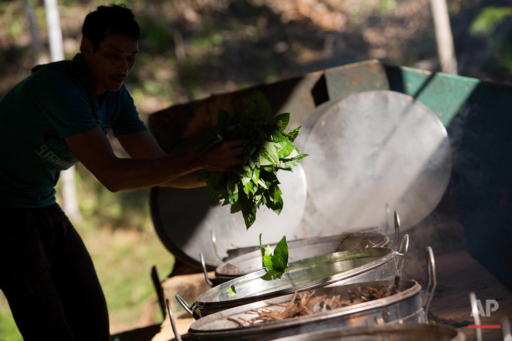  In this June 22, 2016 photo, Raimundo Sidnei throws Chacrona leaves (Psychotria viridis) into tea brewing cauldrons, in Ceu do Mapia, Amazonas state, Brazil. Chacrona is one of the ingredients for making an ancient psychedelic tea locals know as the