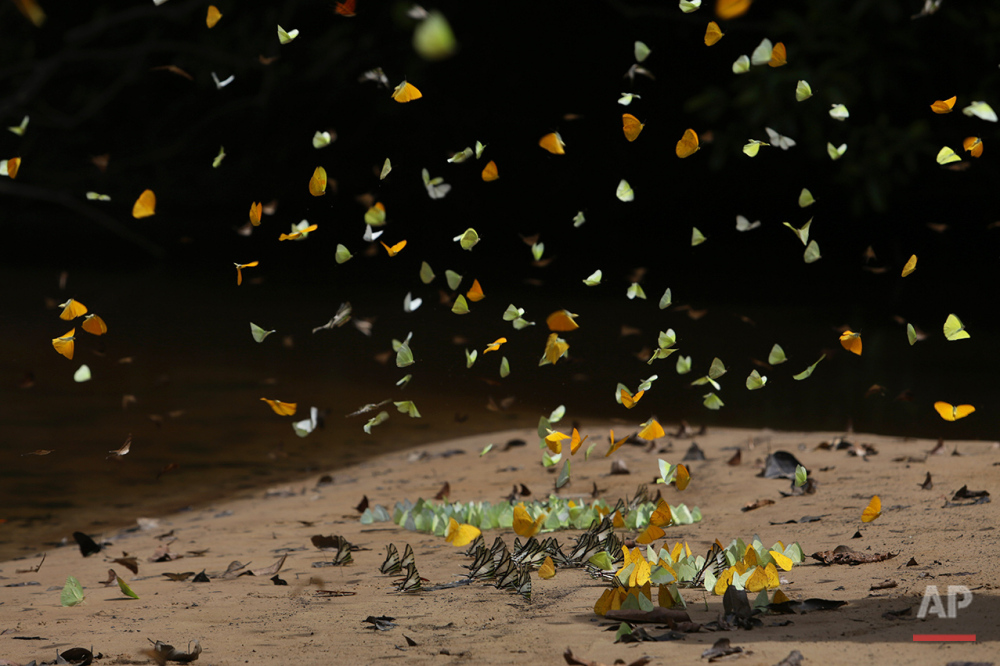  In this June 22, 2016 photo, butterflies congregate on the shore of the Igarape Mapi River near the community of Ceu do Mapia, in Amazonas state, Brazil. The butterflies gather attracted by the minerals that accumulate on the sandy shore. Ceu do Map