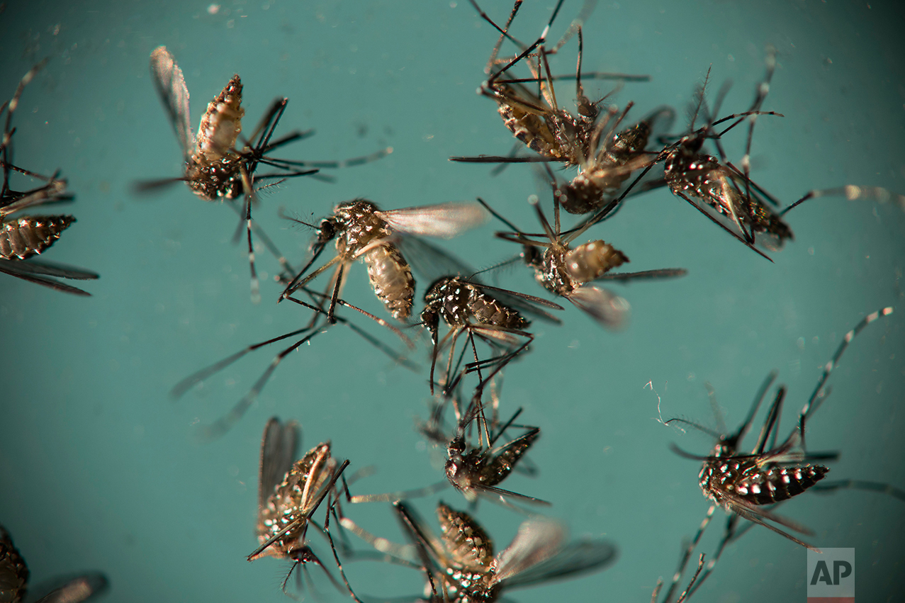 In this Sept. 29, 2016 photo, Aedes aegypti mosquitoes, responsible for transmitting Zika, sit in a petri dish at the Fiocruz Institute in Recife, Brazil. Fiocruz Institute in Pernambuco collects mosquitoes from many areas around the state to test eradication efforts of the federal government such as one in which they sterilize male mosquitoes for them not to reproduce. (AP Photo/Felipe Dana)