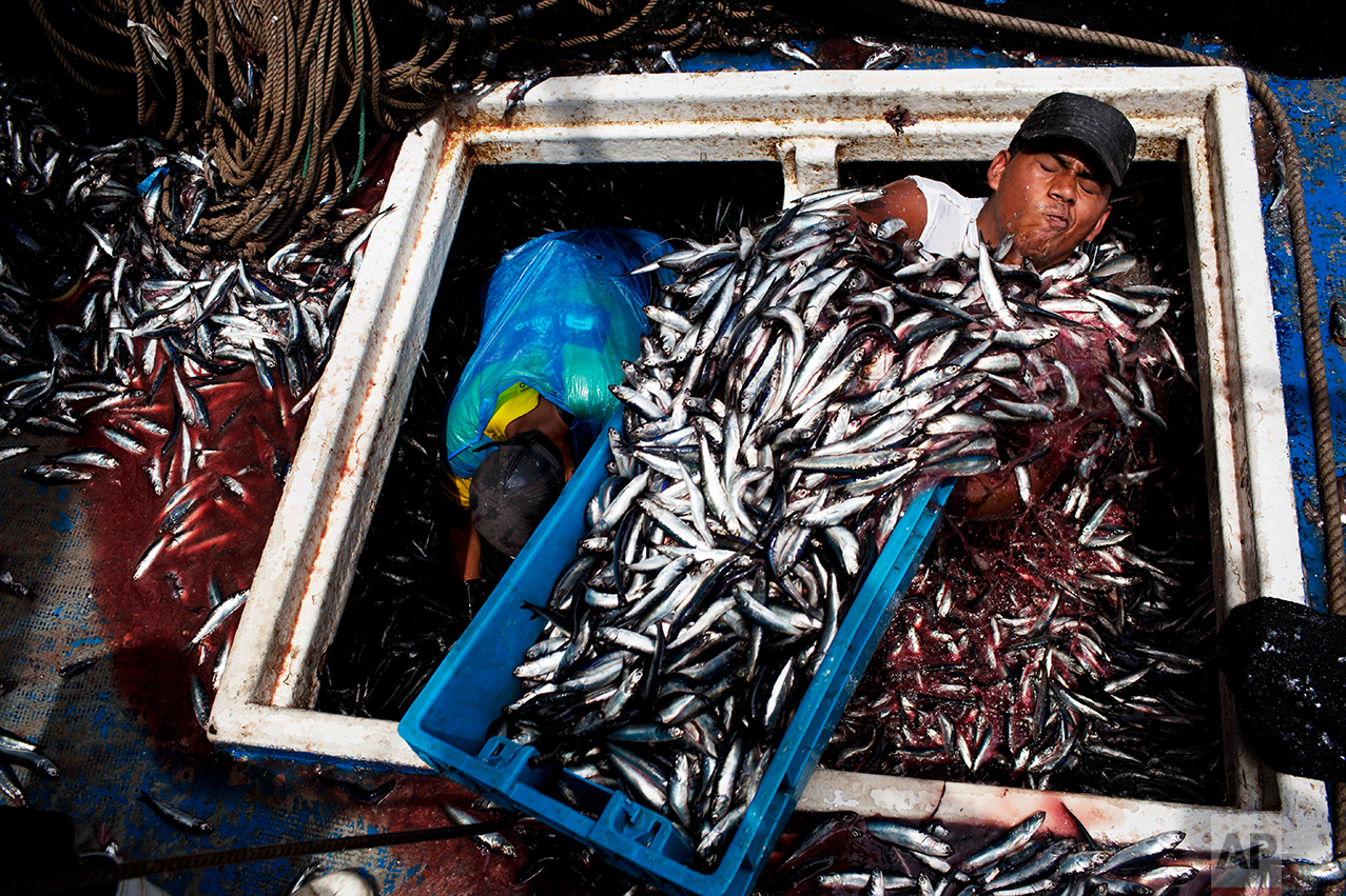 In this Dec. 7, 2012 photo, Marvin Vega unloads a crate of anchovies from the holding area of a "boliche," the Peruvian term for boats that are used by fishermen who fish with nets, at the port of El Callao, Peru. Development of the Peru's largest and oldest port undertaken by a global shipping industry giant based in the Netherlands, will expand port operations over the next couple of years, but many fishermen fear the modernization of the port may have a negative impact on their livelihood. (AP Photo/Rodrigo Abd)