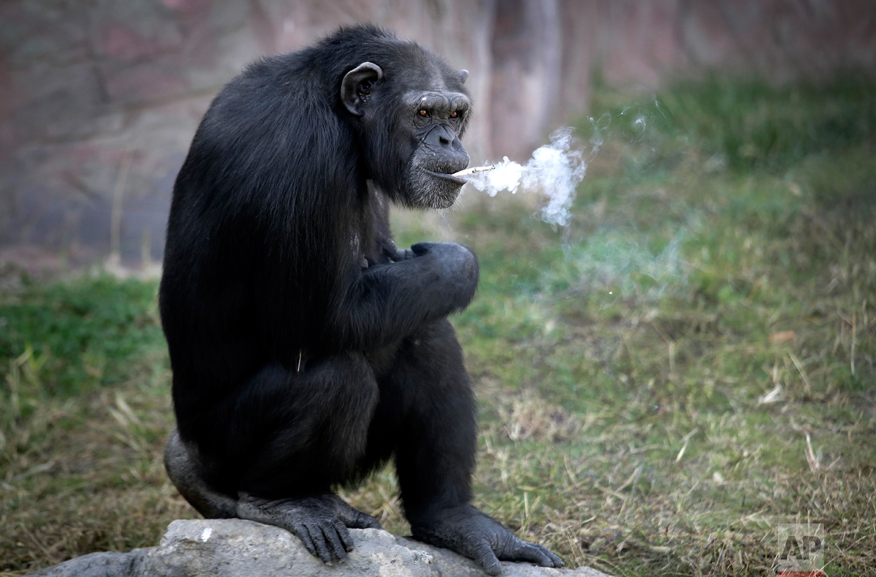 North Korea Smoking Chimp
