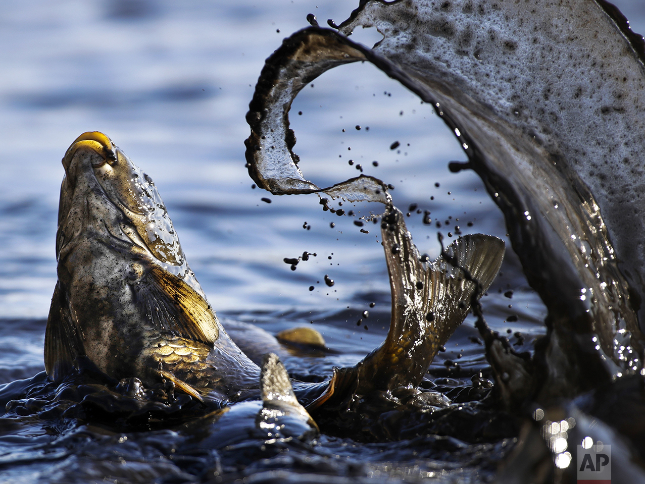 A fish splashes as it is caught by fish farm workers at a drained pond outside the village of Shkolny, 60 km (38 miles) west of Minsk, Belarus on Tuesday, Oct. 18, 2016. The farm supplies their produce, mainly carp, to local stores. (AP Photo/Sergei Grits)