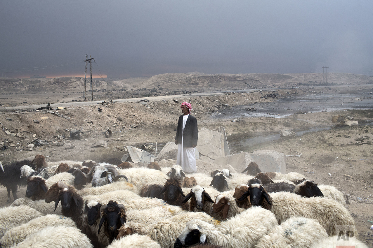 A man tends to a flock of sheep as thick smoke is seen on the horizon in Qayyarah, about 31 miles (50 km) south of Mosul, Iraq, Sunday, Oct. 23, 2016. Islamic State fighters torched a sulfur plant south of Mosul, sending a cloud of toxic fumes into the air that mingled with oil wells the militants had lit on fire to create a smoke screen. (AP Photo/Marko Drobnjakovic)