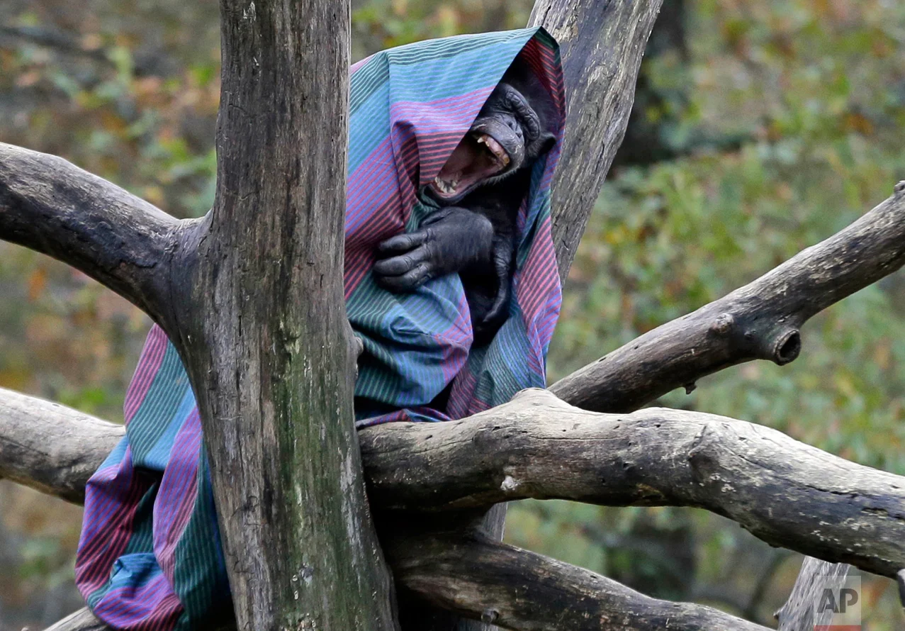 Chimpanzee
