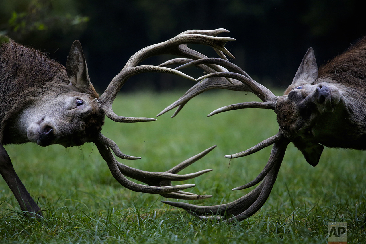 Red deer point their antlers towards each other as they fight during rutting season at a wildlife park on a fall day in Bonn, western Germany, Thursday, Oct. 27, 2016. (AP Photo/Markus Schreiber)