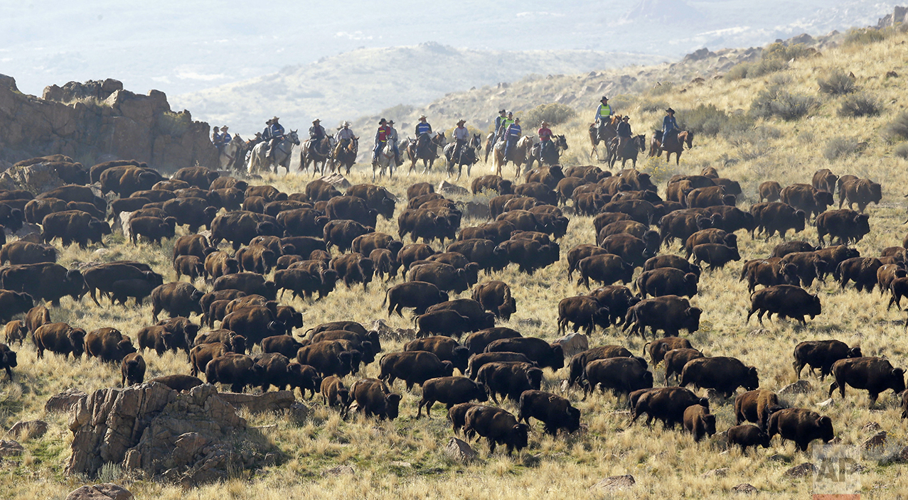 Riders on horseback herd bison during an annual roundup on Antelope Island, Utah, on Saturday, Oct. 22, 2016. Utah State Parks workers are moving the animals from across the island so they can be weighed, tagged and given health checkups. Antelope Island is on the Great Salt Lake, approximately 41 miles north of Salt Lake City. (AP Photo/Rick Bowmer)
