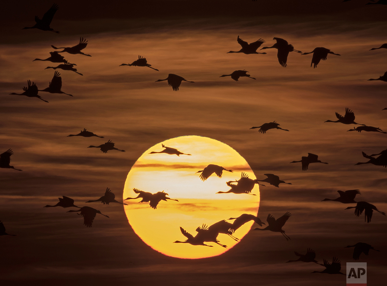 Migrating cranes fly during sunset near Straussfurt, central Germany, Monday, Oct. 31, 2016. The cranes rest in central Germany on their way from breeding places in the north to their wintering grounds in the south. (AP Photo/Jens Meyer) 