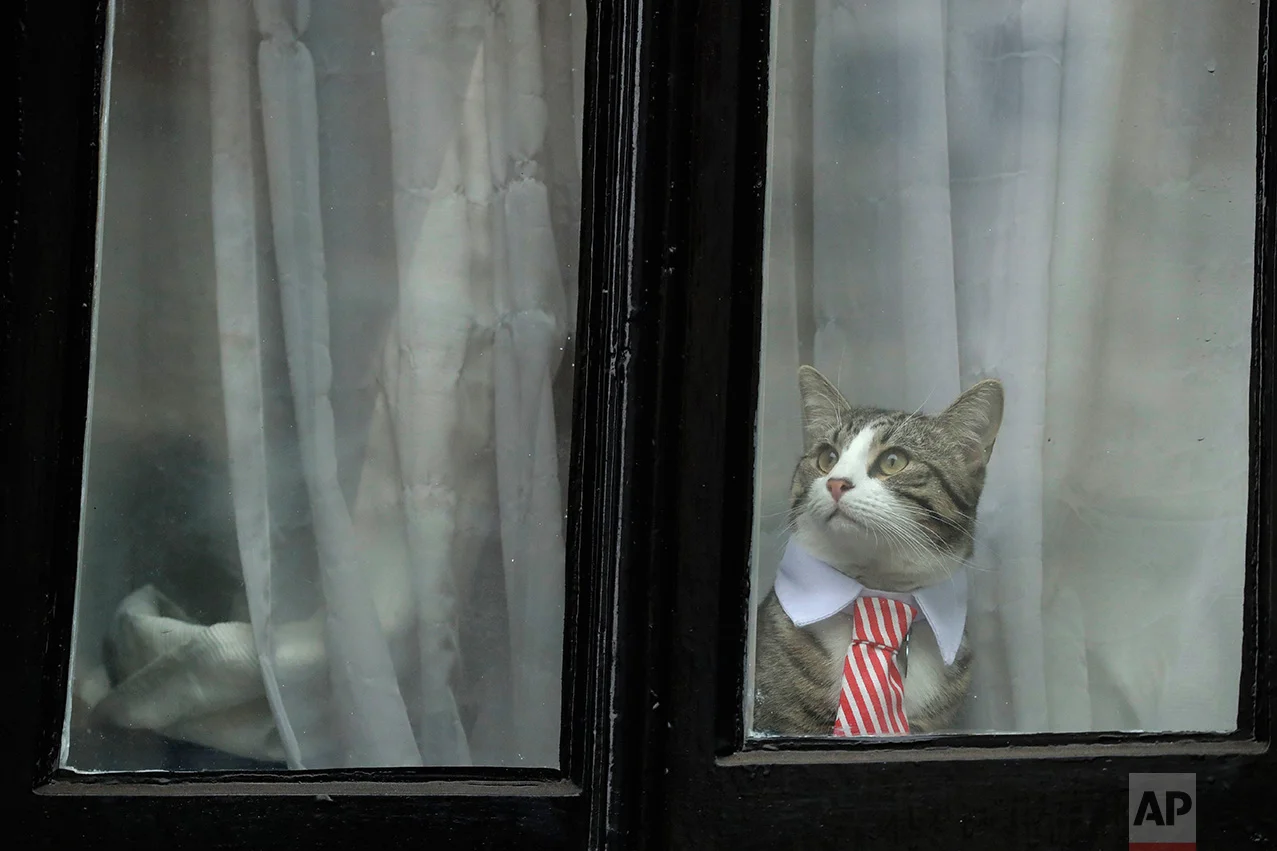 Britain Assange