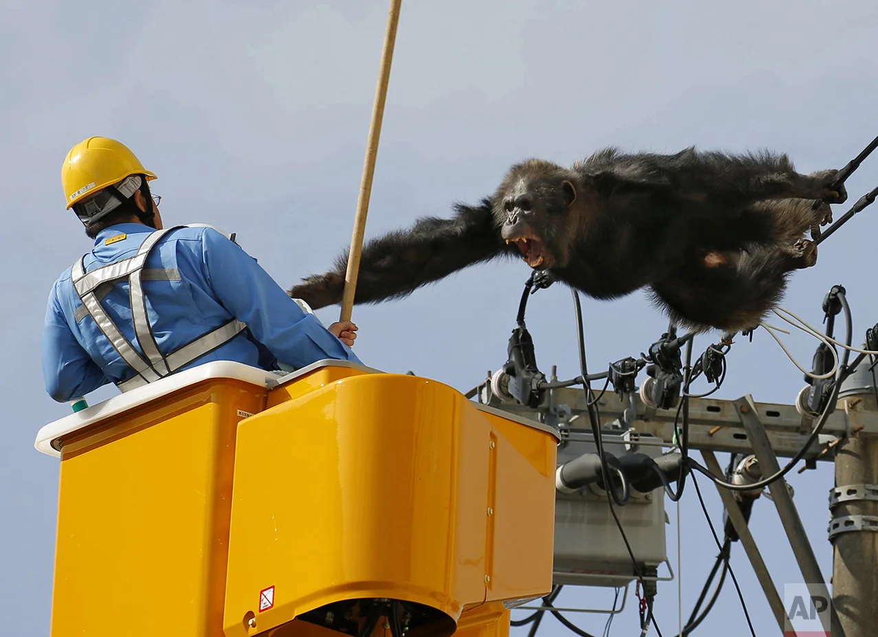 Japan Runaway Chimp