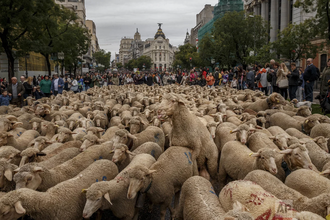 Leading Sheep