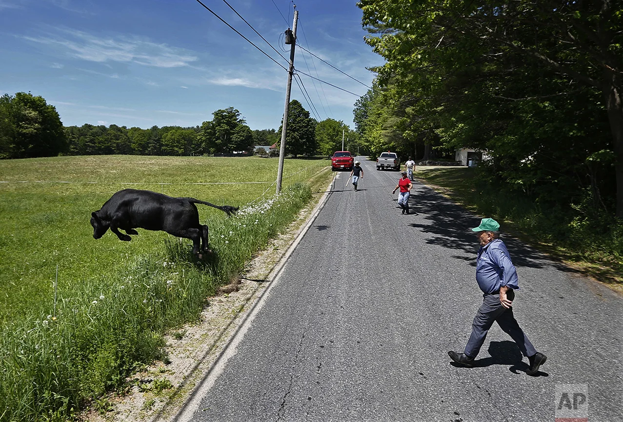 A bull leaps over an electronic fence as he is driven back into the pasture after escaping onto a road in Turner, Maine, on Sunday, May 29, 2016. Ralph Caldwell, 73, right, sold off his dairy business because of the high price of corn needed to feed his dairy cows. He blames the government for subsidizing ethanol and says corn that could be used to feed people is being used for fuel. "We think we are so rich and arrogant that we can burn the world's food supply in our automobiles." Caldwell has lived at the same farm his entire life. "I do believe in climate change but it isn't our fault. The climate changes all the time. The world isn't coming to an end over climate change." (AP Photo/Robert F. Bukaty)