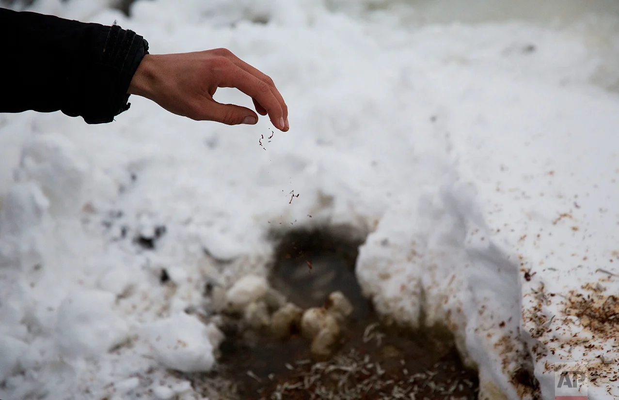 In this Thursday, Dec. 1, 2016 photo, a person releases tobacco at the edge of the Cannonball river during a Native American water ceremony at the Oceti Sakowin camp where people have gathered to protest the Dakota Access oil pipeline in Cannon Ball, N.D. According to Native American beliefs, tobacco is used to open a barrier between the physical and the spiritual worlds. (AP Photo/David Goldman)