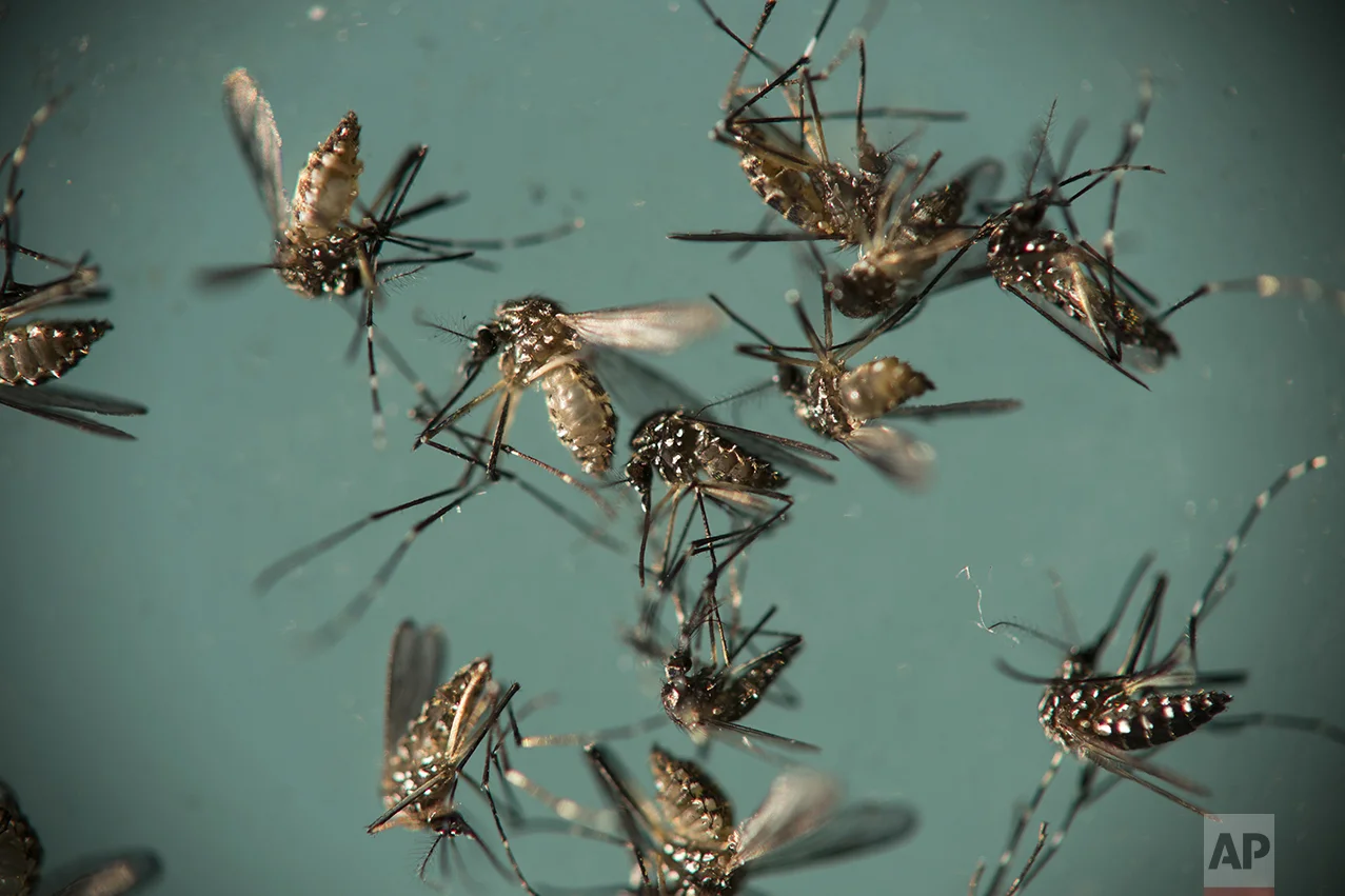 Aedes aegypti mosquitoes, responsible for transmitting Zika, sit in a petri dish at the Fiocruz Institute in Recife, Brazil, o Sept. 29, 2016. Fiocruz Institute in Pernambuco collects mosquitoes from many areas around the state to test eradication efforts of the federal government such as one in which they sterilize male mosquitoes so they can't reproduce. (AP Photo/Felipe Dana)